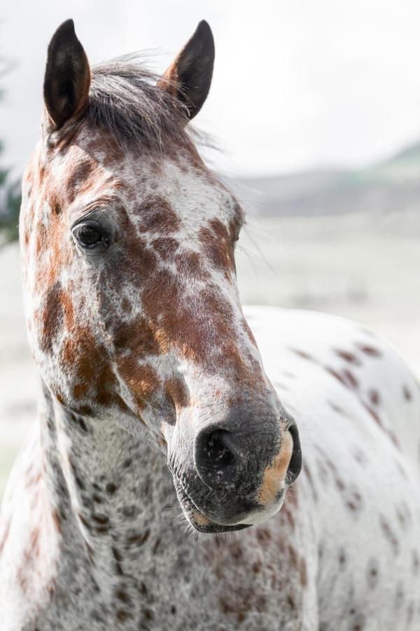 Wild Horses Lodge Гаррисмит Экстерьер фото